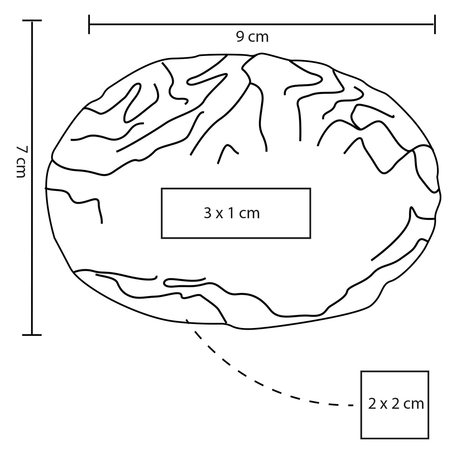 Squishy de cerebro.